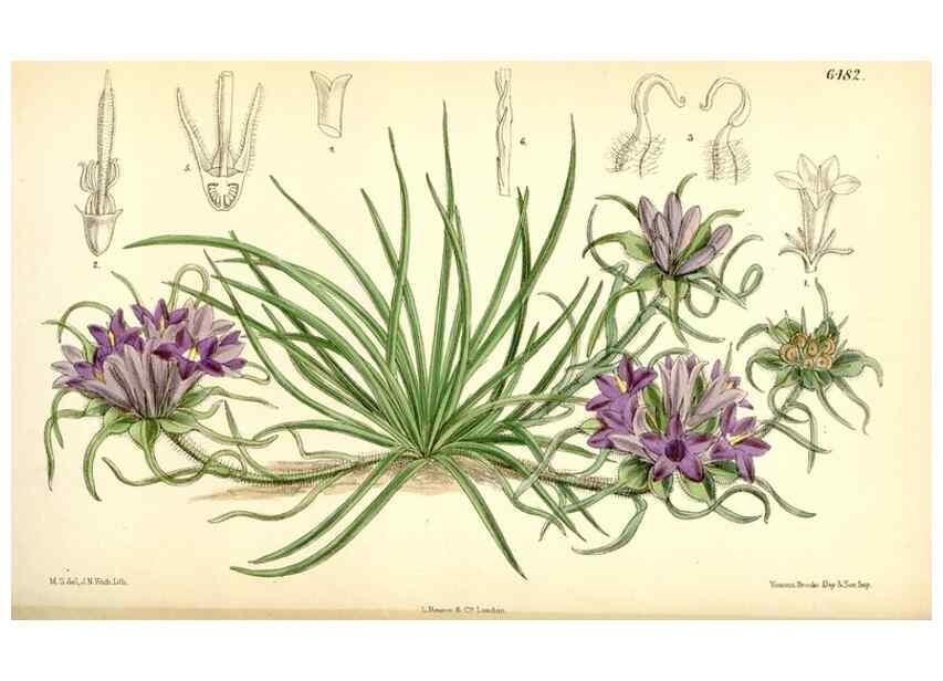 Reproducción/Reproduction 35267721471: Curtis's botanical magazine.. London ; New York [etc.] :Academic Press [etc.]