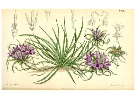 Reproducción/Reproduction 35267721471: Curtis's botanical magazine.. London ; New York [etc.] :Academic Press [etc.]