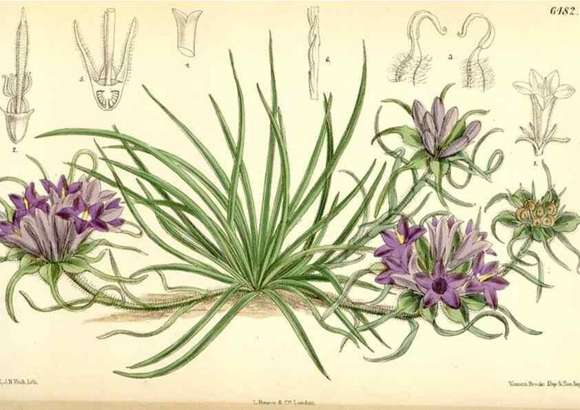 Reproducción/Reproduction 35267721471: Curtis's botanical magazine.. London ; New York [etc.] :Academic Press [etc.]