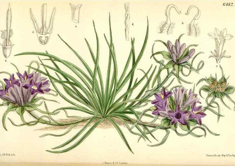 Reproducción/Reproduction 35267721471: Curtis's botanical magazine.. London ; New York [etc.] :Academic Press [etc.]