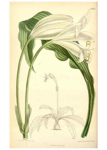 Reproducción/Reproduction 34554711314: Curtis's botanical magazine.. London ; New York [etc.] :Academic Press [etc.]