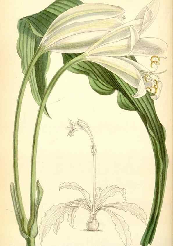 Reproducción/Reproduction 34554711314: Curtis's botanical magazine.. London ; New York [etc.] :Academic Press [etc.]