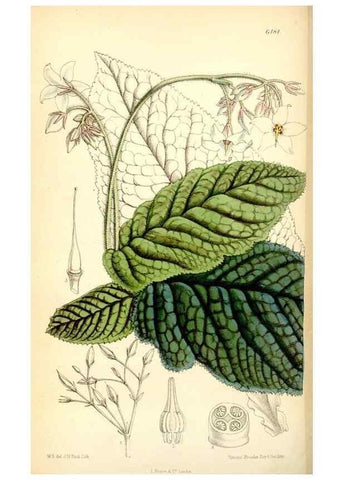 Reproducción/Reproduction 34554712284: Curtis's botanical magazine.. London ; New York [etc.] :Academic Press [etc.]