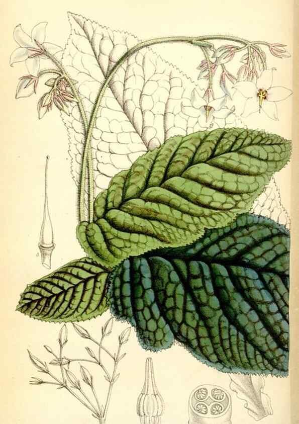 Reproducción/Reproduction 34554712284: Curtis's botanical magazine.. London ; New York [etc.] :Academic Press [etc.]