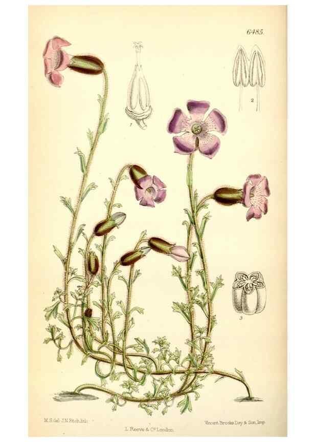 Reproducción/Reproduction 34587830453: Curtis's botanical magazine.. London ; New York [etc.] :Academic Press [etc.]