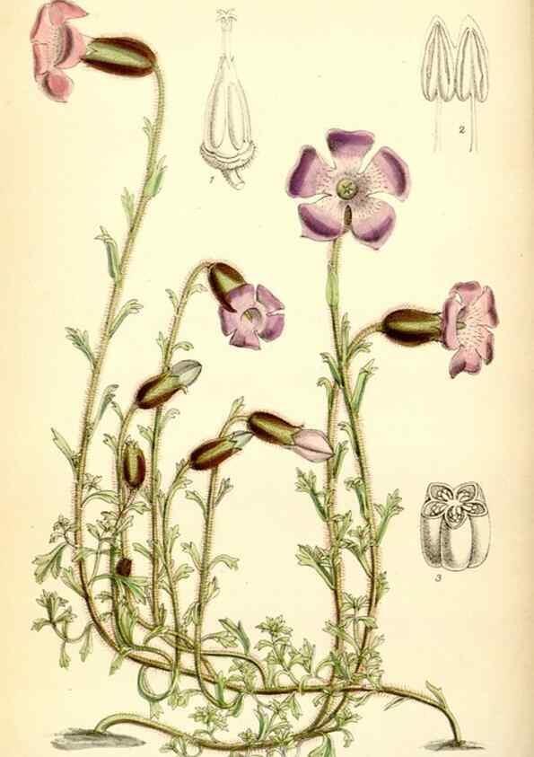 Reproducción/Reproduction 34587830453: Curtis's botanical magazine.. London ; New York [etc.] :Academic Press [etc.]