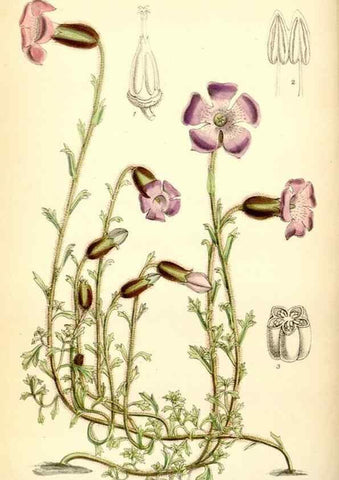 Reproducción/Reproduction 34587830453: Curtis's botanical magazine.. London ; New York [etc.] :Academic Press [etc.]