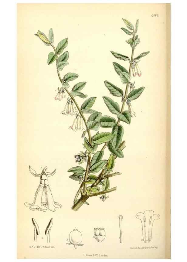 Reproducción/Reproduction 34587832053: Curtis's botanical magazine.. London ; New York [etc.] :Academic Press [etc.]