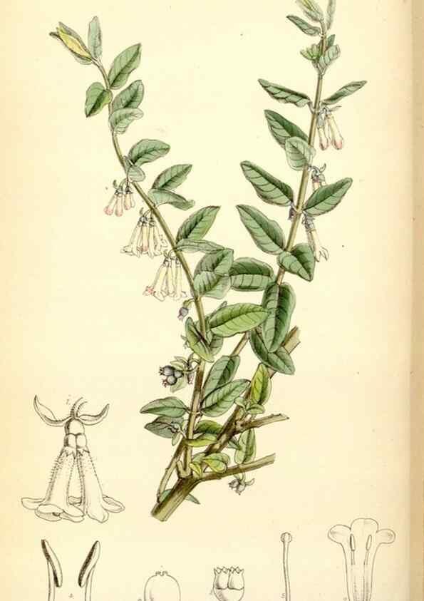 Reproducción/Reproduction 34587832053: Curtis's botanical magazine.. London ; New York [etc.] :Academic Press [etc.]