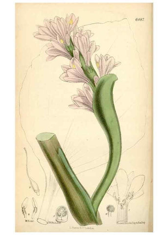 Reproducción/Reproduction 35397122125: Curtis's botanical magazine.. London ; New York [etc.] :Academic Press [etc.]
