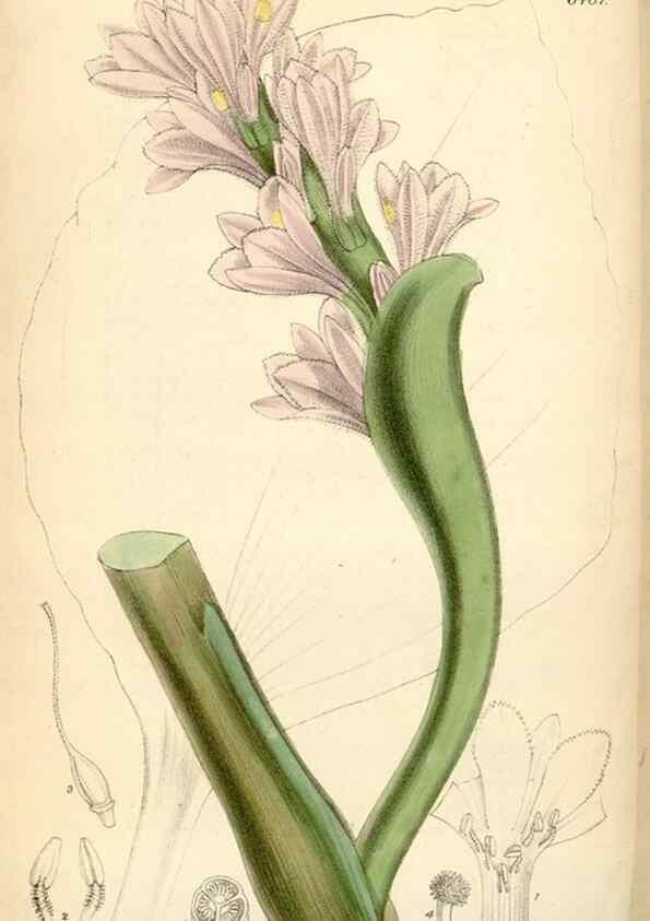 Reproducción/Reproduction 35397122125: Curtis's botanical magazine.. London ; New York [etc.] :Academic Press [etc.]
