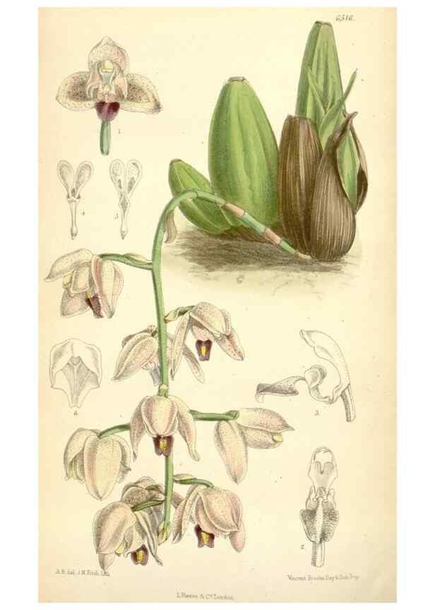 Reproducción/Reproduction 34587882413: Curtis's botanical magazine.. London ; New York [etc.] :Academic Press [etc.]