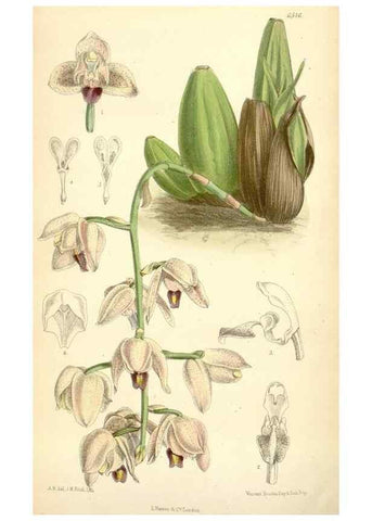 Reproducción/Reproduction 34587882413: Curtis's botanical magazine.. London ; New York [etc.] :Academic Press [etc.]