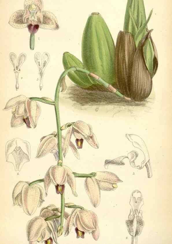 Reproducción/Reproduction 34587882413: Curtis's botanical magazine.. London ; New York [etc.] :Academic Press [etc.]