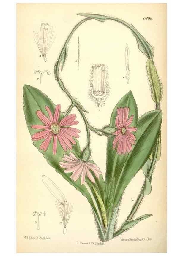 Reproducción/Reproduction 35397125635: Curtis's botanical magazine.. London ; New York [etc.] :Academic Press [etc.]