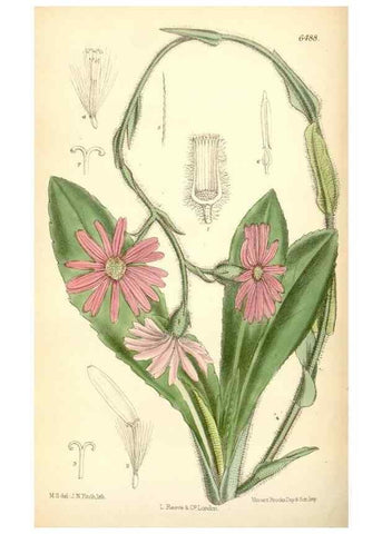 Reproducción/Reproduction 35397125635: Curtis's botanical magazine.. London ; New York [etc.] :Academic Press [etc.]