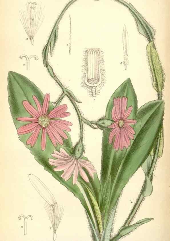 Reproducción/Reproduction 35397125635: Curtis's botanical magazine.. London ; New York [etc.] :Academic Press [etc.]