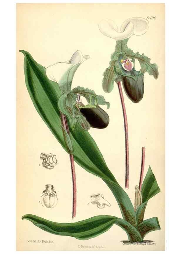 Reproducción/Reproduction 35397131225: Curtis's botanical magazine.. London ; New York [etc.] :Academic Press [etc.]