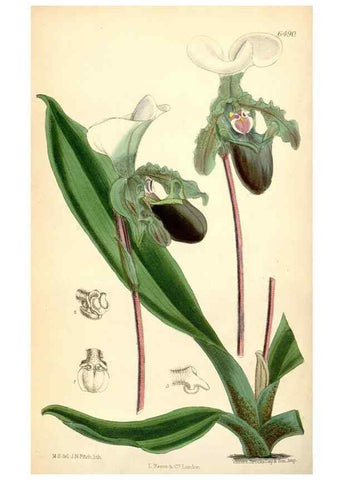 Reproducción/Reproduction 35397131225: Curtis's botanical magazine.. London ; New York [etc.] :Academic Press [etc.]