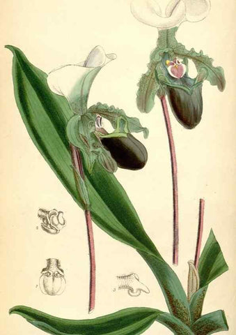 Reproducción/Reproduction 35397131225: Curtis's botanical magazine.. London ; New York [etc.] :Academic Press [etc.]