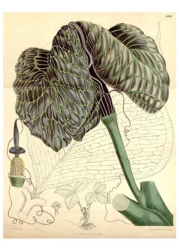 Reproducción/Reproduction 35397134295: Curtis's botanical magazine.. London ; New York [etc.] :Academic Press [etc.]