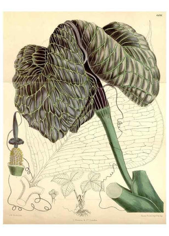 Reproducción/Reproduction 35397134295: Curtis's botanical magazine.. London ; New York [etc.] :Academic Press [etc.]