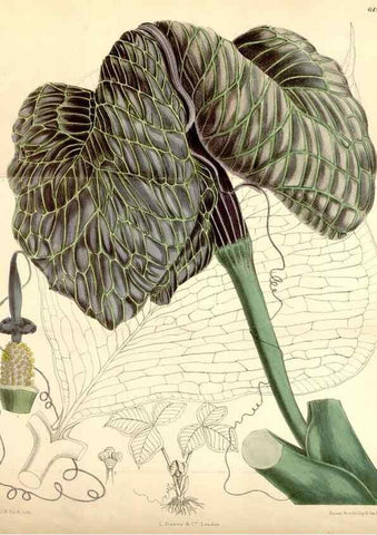 Reproducción/Reproduction 35397134295: Curtis's botanical magazine.. London ; New York [etc.] :Academic Press [etc.]