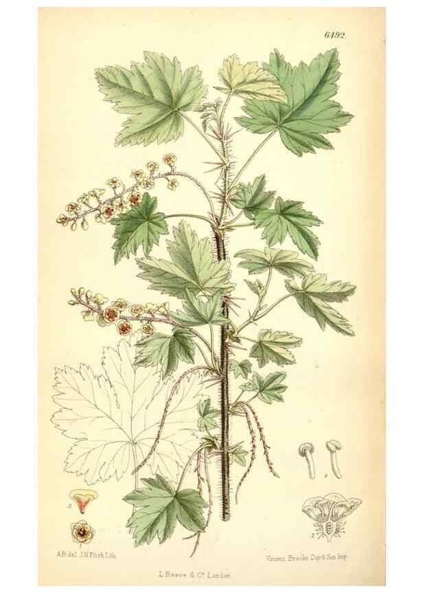 Reproducción/Reproduction 35358091526: Curtis's botanical magazine.. London ; New York [etc.] :Academic Press [etc.]