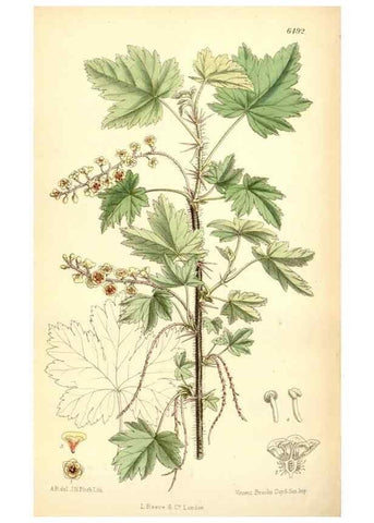 Reproducción/Reproduction 35358091526: Curtis's botanical magazine.. London ; New York [etc.] :Academic Press [etc.]