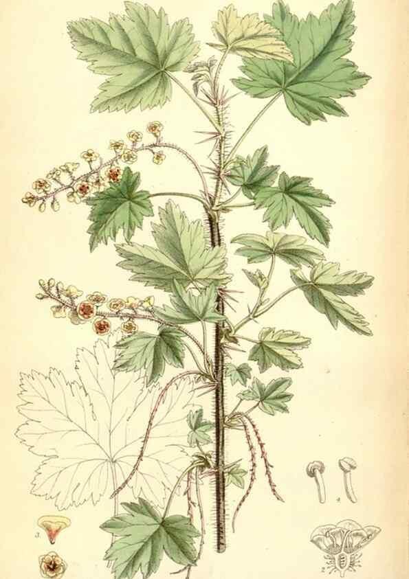 Reproducción/Reproduction 35358091526: Curtis's botanical magazine.. London ; New York [etc.] :Academic Press [etc.]