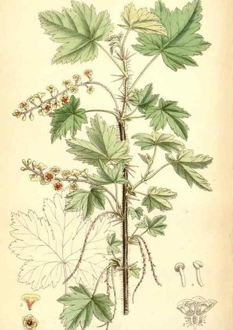 Reproducción/Reproduction 35358091526: Curtis's botanical magazine.. London ; New York [etc.] :Academic Press [etc.]