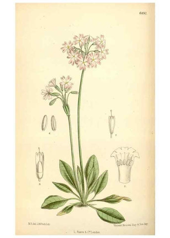 Reproducción/Reproduction 35358092996: Curtis's botanical magazine.. London ; New York [etc.] :Academic Press [etc.]