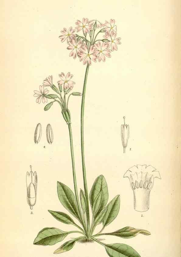 Reproducción/Reproduction 35358092996: Curtis's botanical magazine.. London ; New York [etc.] :Academic Press [etc.]
