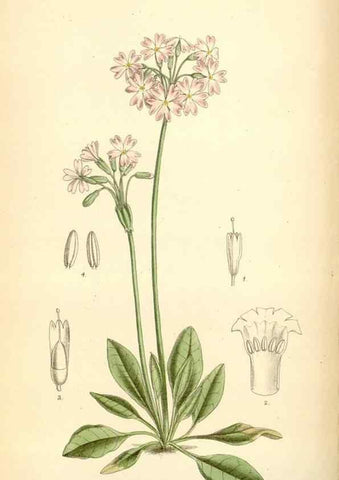 Reproducción/Reproduction 35358092996: Curtis's botanical magazine.. London ; New York [etc.] :Academic Press [etc.]