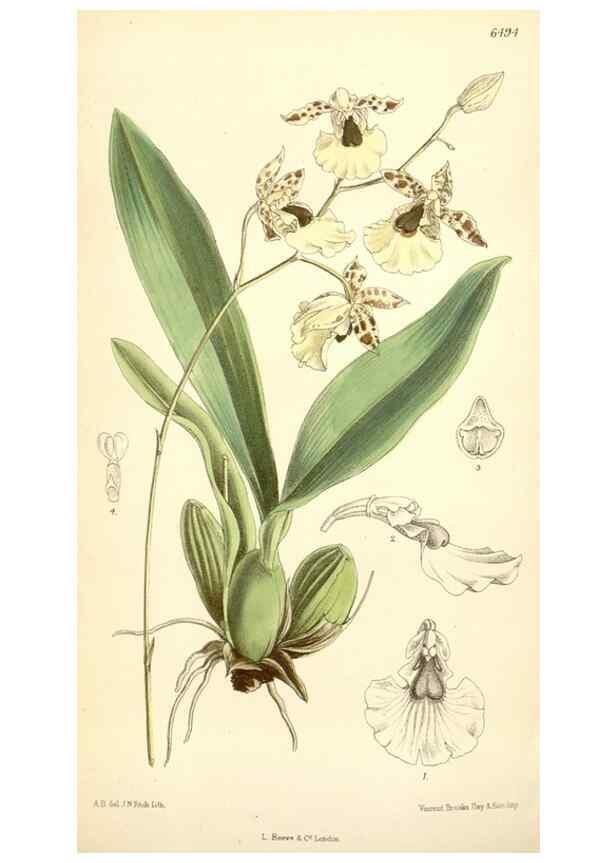 Reproducción/Reproduction 35358095026: Curtis's botanical magazine.. London ; New York [etc.] :Academic Press [etc.]