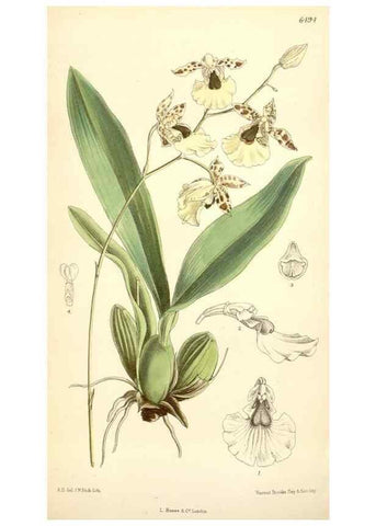 Reproducción/Reproduction 35358095026: Curtis's botanical magazine.. London ; New York [etc.] :Academic Press [etc.]