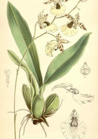 Reproducción/Reproduction 35358095026: Curtis's botanical magazine.. London ; New York [etc.] :Academic Press [etc.]
