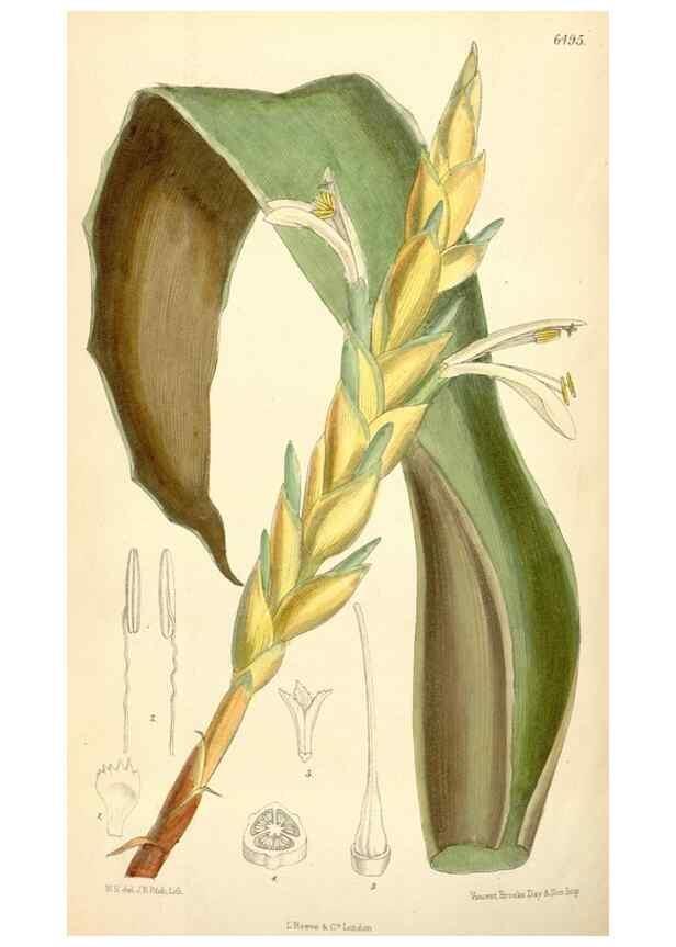 Reproducción/Reproduction 35267755501: Curtis's botanical magazine.. London ; New York [etc.] :Academic Press [etc.]
