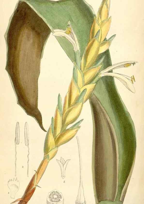 Reproducción/Reproduction 35267755501: Curtis's botanical magazine.. London ; New York [etc.] :Academic Press [etc.]