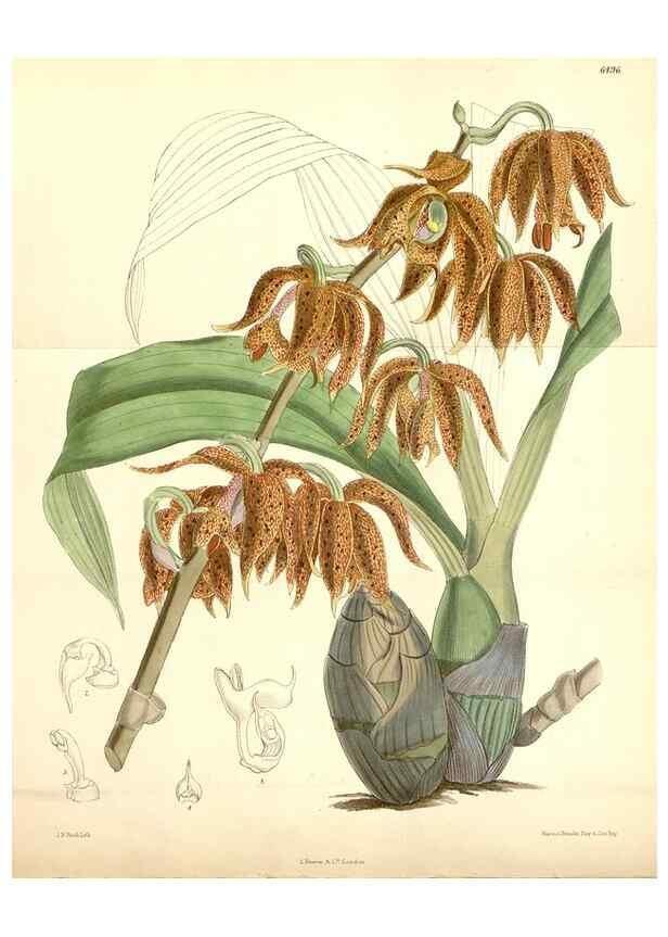 Reproducción/Reproduction 35267757621: Curtis's botanical magazine.. London ; New York [etc.] :Academic Press [etc.]