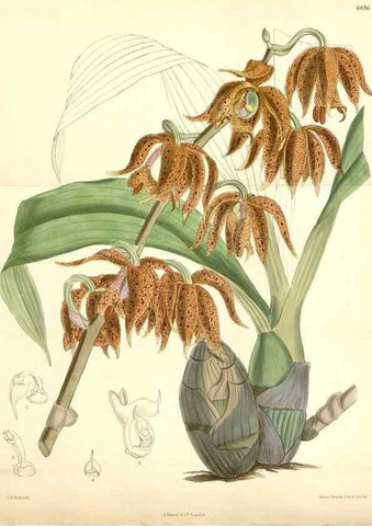 Reproducción/Reproduction 35267757621: Curtis's botanical magazine.. London ; New York [etc.] :Academic Press [etc.]