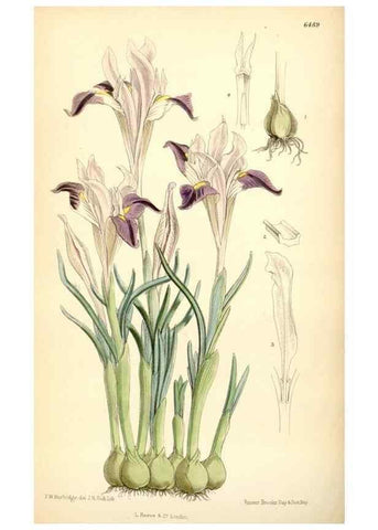 Reproducción/Reproduction 35397128715: Curtis's botanical magazine.. London ; New York [etc.] :Academic Press [etc.]