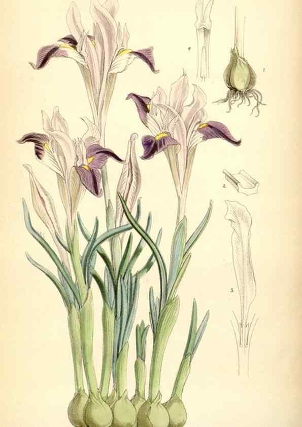 Reproducción/Reproduction 35397128715: Curtis's botanical magazine.. London ; New York [etc.] :Academic Press [etc.]