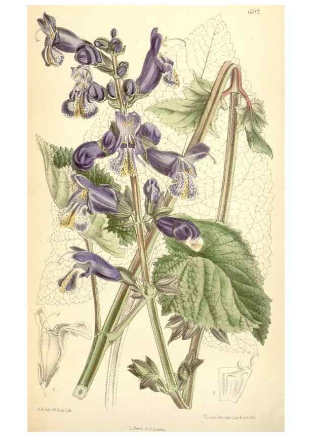 Reproducción/Reproduction 34587884613: Curtis's botanical magazine.. London ; New York [etc.] :Academic Press [etc.]