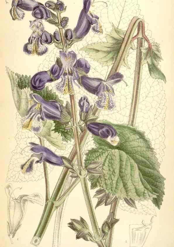 Reproducción/Reproduction 34587884613: Curtis's botanical magazine.. London ; New York [etc.] :Academic Press [etc.]