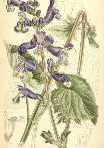 Reproducción/Reproduction 34587884613: Curtis's botanical magazine.. London ; New York [etc.] :Academic Press [etc.]
