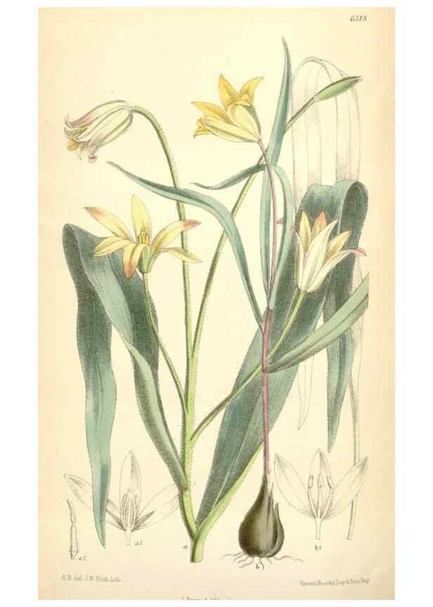 Reproducción/Reproduction 35397180685: Curtis's botanical magazine.. London ; New York [etc.] :Academic Press [etc.]