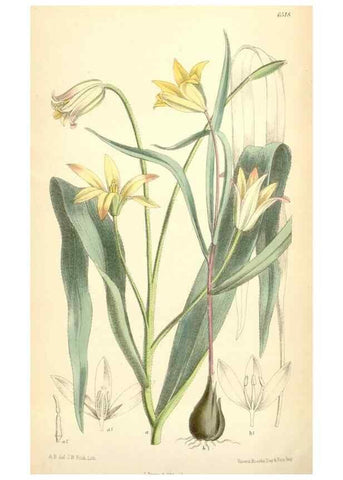 Reproducción/Reproduction 35397180685: Curtis's botanical magazine.. London ; New York [etc.] :Academic Press [etc.]