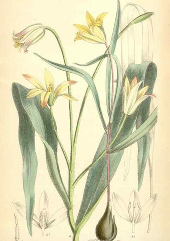 Reproducción/Reproduction 35397180685: Curtis's botanical magazine.. London ; New York [etc.] :Academic Press [etc.]