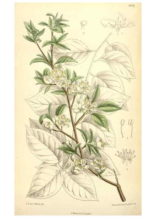 Reproducción/Reproduction 35397183535: Curtis's botanical magazine.. London ; New York [etc.] :Academic Press [etc.]